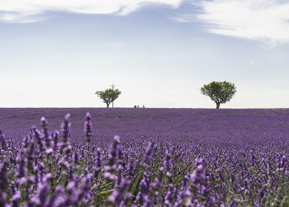 LAVENDER IN PROVENCE O'Bon Paris Easy to be Parisian